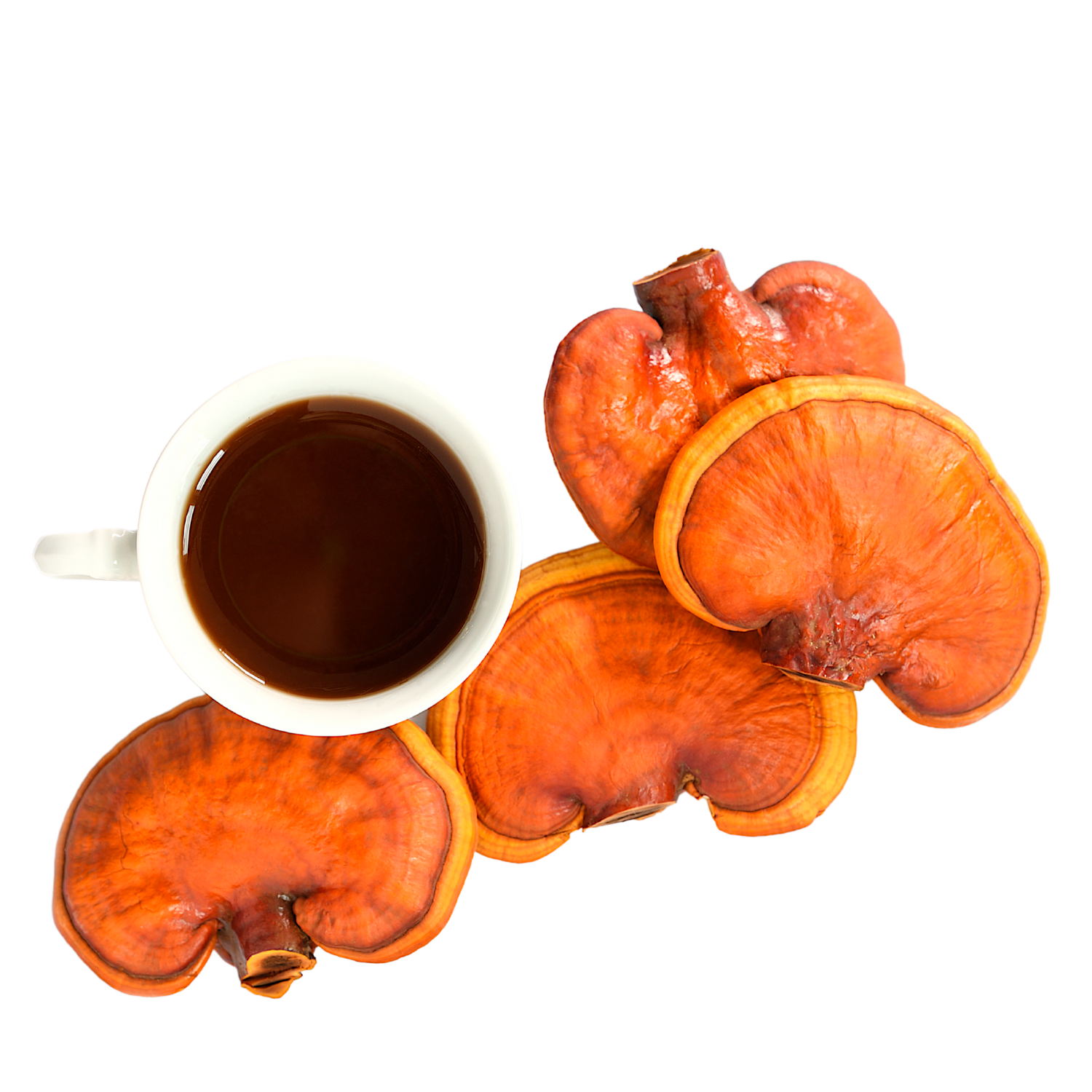 Reishi