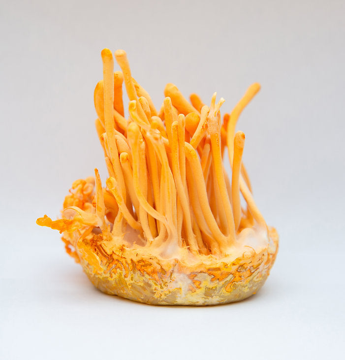 Cordyceps