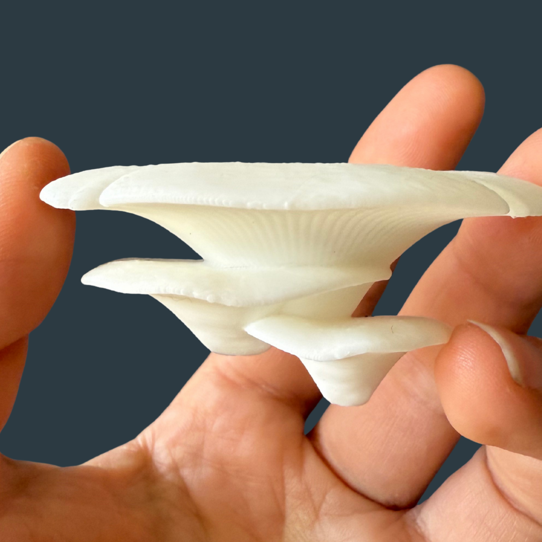 Imanes Vital Fungi ❤️