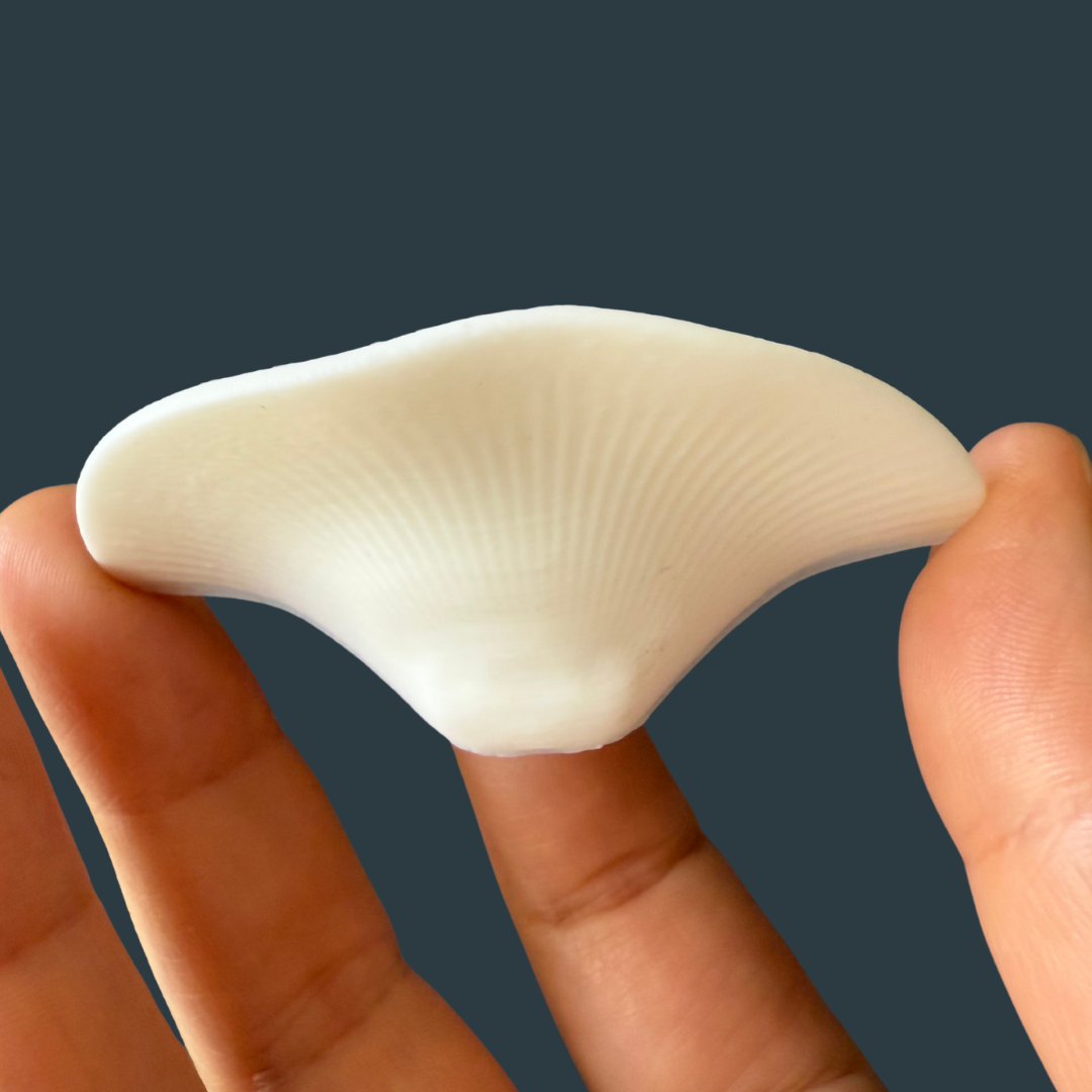 Imanes Vital Fungi ❤️