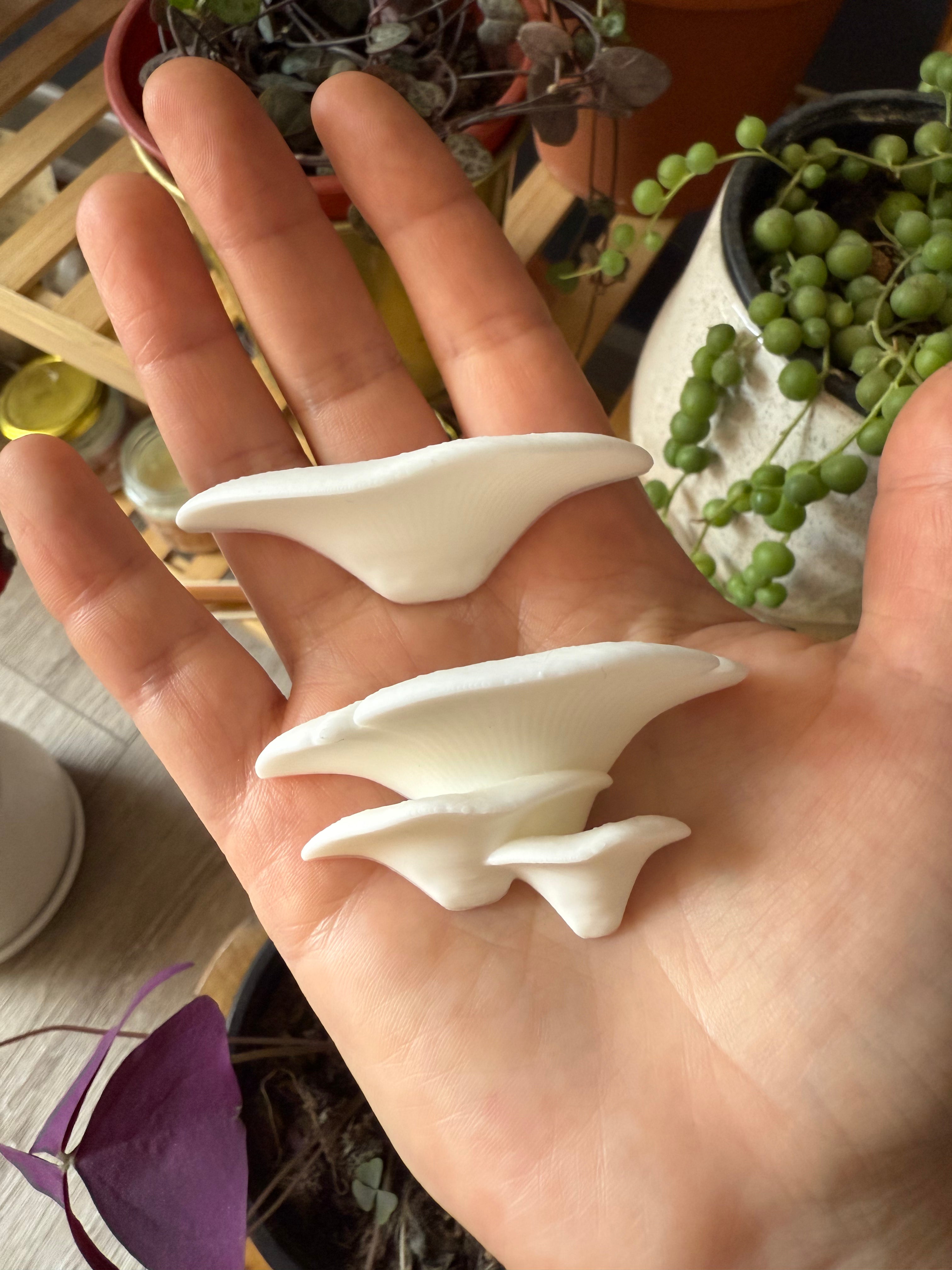 Imanes Vital Fungi ❤️